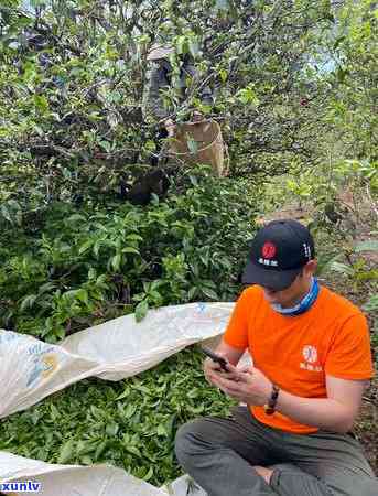 冰岛母树茶价格纯料多少，探究冰岛母树茶的价格：纯料品种的市场价值