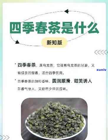 四级春茶是什么类型的茶叶？口感如何，有何特点？