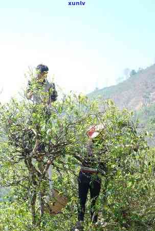 冰岛母树普洱生茶价格，探寻冰岛母树普洱生茶的价格，品味顶级茶叶的尊贵之处