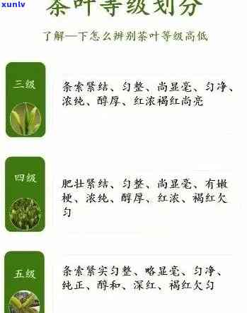 一级茶叶是什么意思？价格、等级及与二级的区别解析