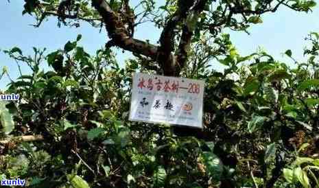 冰岛茶树王99万拍卖，冰岛茶树王99万拍卖：刷新茶叶界录！