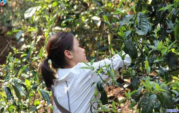 冰岛老寨古茶树图片，探索古老韵味：冰岛老寨古茶树的美丽图片-冰岛老寨古树茶有多少