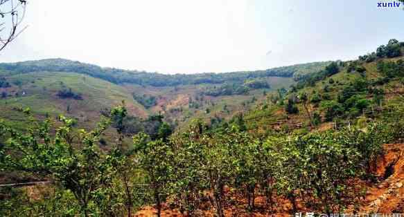 云南临沧双江冰岛茶山介绍，探秘云南临沧双江冰岛茶山：一场味蕾与视觉的宴