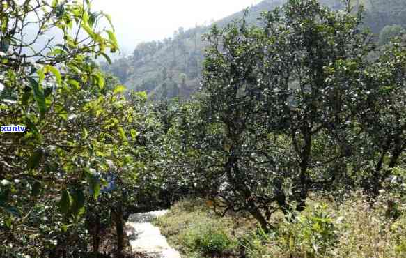 云南临沧双江冰岛茶-云南临沧双江冰岛茶山介绍