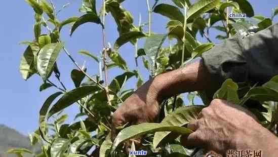 冰岛茶：从种植到管理的技术全面解析视频