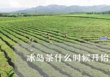 冰岛茶如何管理种植-冰岛茶如何管理种植的