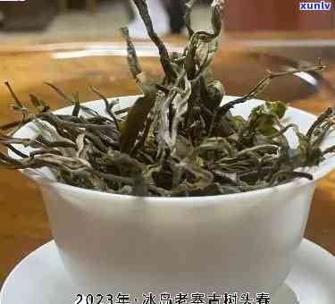 冰岛古树茶今年价格走势，探究2023年冰岛古树茶的价格趋势