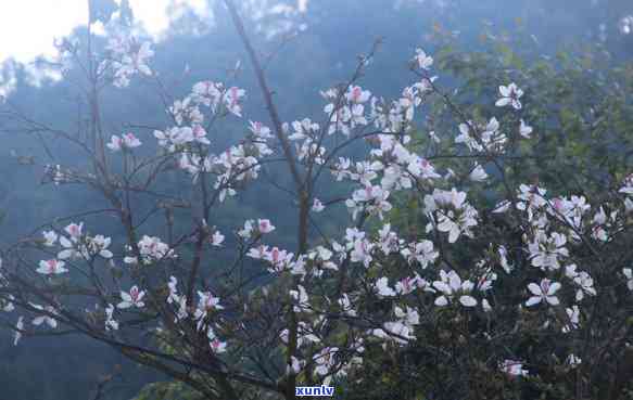 景迈山普洱茶专卖店