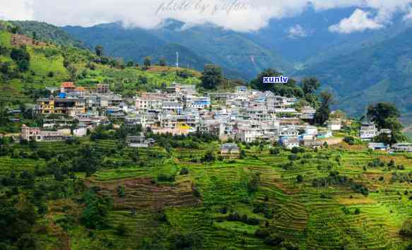 临沧冰岛茶价格，深度解析：临沧冰岛茶的价格走势与影响因素