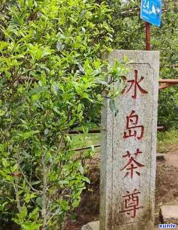 冰岛茶产自哪一个山头，揭秘冰岛茶的产地：哪个山头孕育了这款独特茶叶？