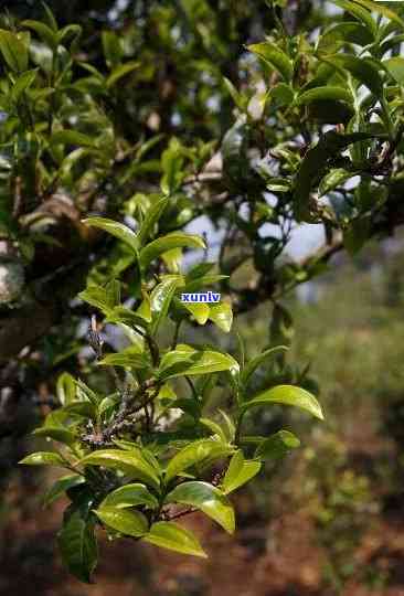 冰岛早春古树茶，探索北自然之谜：冰岛早春古树茶的魅力