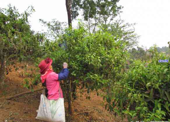 冰岛古树和小树茶区别，探究冰岛古树与小树茶的异同：一次口感与香气的深度对比