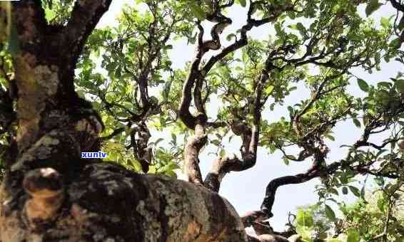 冰岛古茶园简介，探索神秘的冰岛古茶园