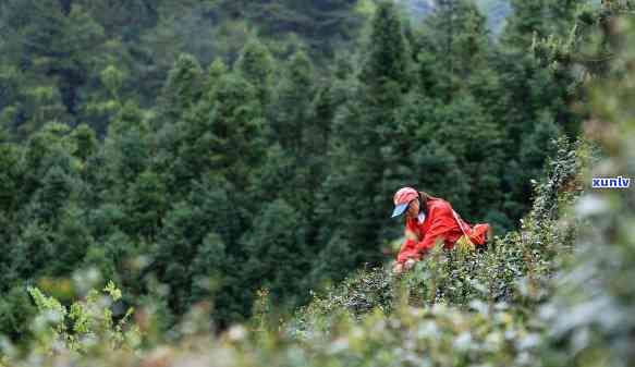 国宾礼茶都有哪些，探秘国宾礼茶：种类与特色全解析