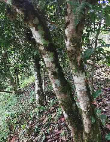 800年树龄冰岛古树生茶深山：特点、功效与价格全解析