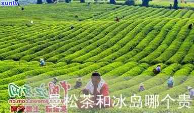 曼松贡茶对比冰岛茶-曼松贡茶对比冰岛茶哪个好