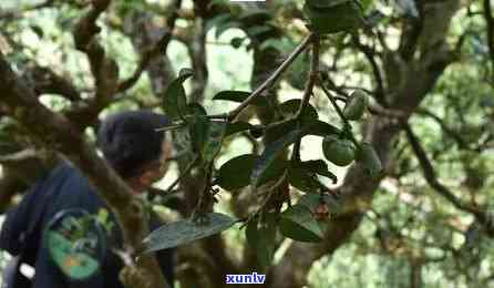 冰岛藤条茶和古树茶-冰岛藤条茶和古树茶哪个好