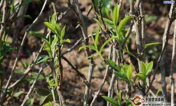 冰岛藤条茶和古树茶-冰岛藤条茶和古树茶哪个好