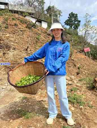 探索冰岛茶后期转化：茶香味的变化与特点