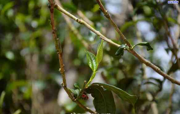 坝糯藤条古茶，探秘云南坝糯藤条古茶：传统工艺与独特口感的完美结合