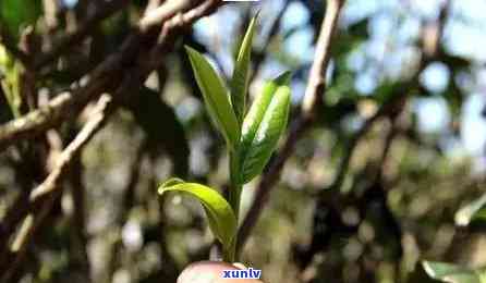 坝糯藤条古茶，探秘云南坝糯藤条古茶：传统工艺与独特口感的完美结合