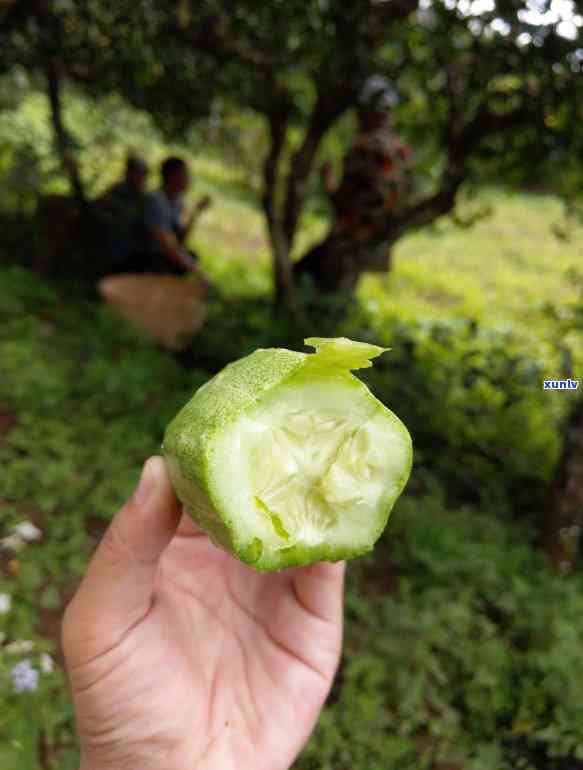 冰岛古树茶的特点作用，探索冰岛古树茶的独特特点及其健功效