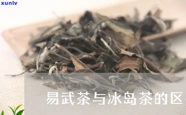 易武茶和冰岛茶区别大吗，深度解析：易武茶与冰岛茶的显著区别