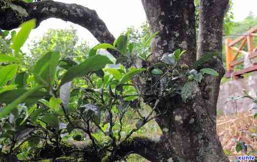 冰岛古茶是什么树茶-冰岛古茶是什么树茶叶