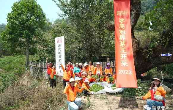 冰岛茶王树开采仪式-冰岛茶王树开采仪式视频