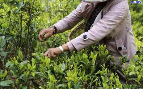 冰岛茶在临沧哪些县有售？价格多少？特点如何？炒作起源是什么？