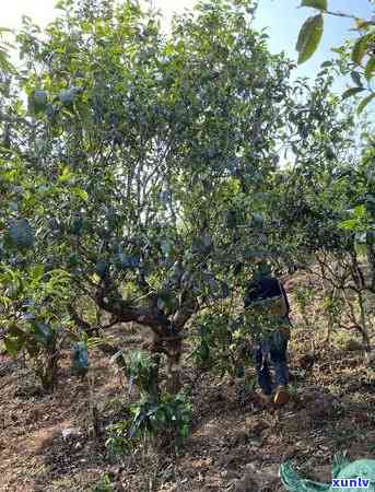 的冰岛古树茶价格是多少？更高、最贵的价格及图片解析！