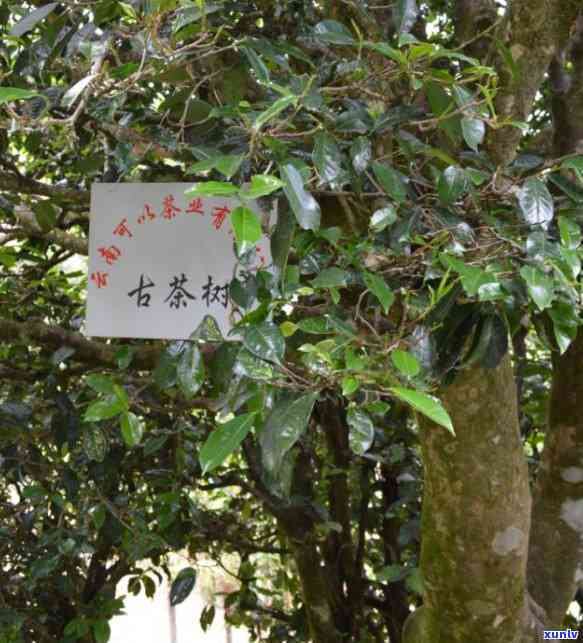 冰岛香竹茶是什么茶种，揭示神秘面纱：详解冰岛香竹茶的茶种身份