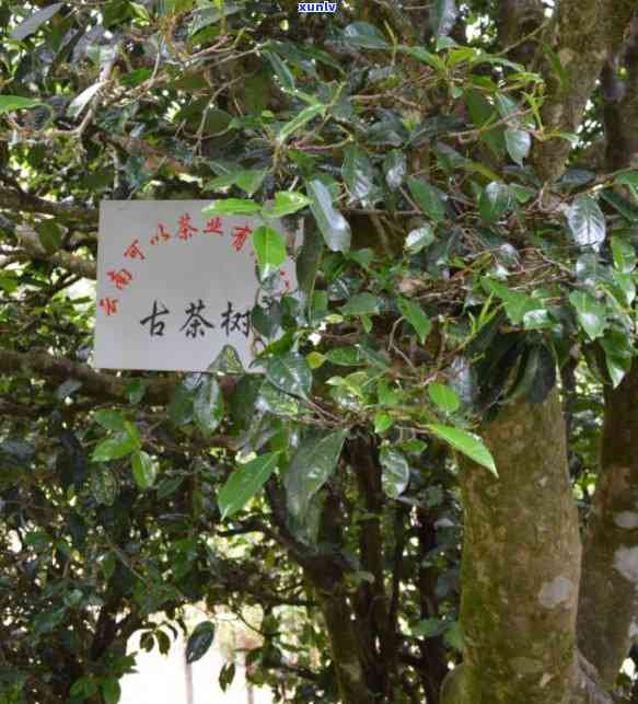 冰岛香竹茶是什么茶种，揭示神秘面纱：详解冰岛香竹茶的茶种身份