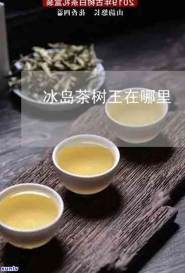 冰岛茶王谁家的茶好-冰岛茶王谁家的茶好喝