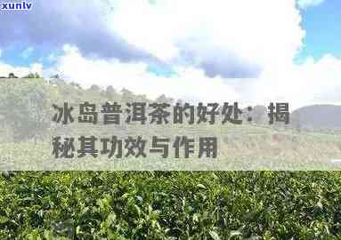 冰岛普洱茶有啥功效，探索冰岛普洱茶的神奇功效