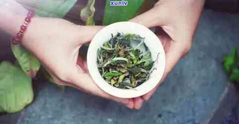 金不换茶叶多少钱一盒？功效与作用全解析