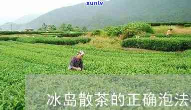 冰岛散茶用什么泡好-冰岛散茶用什么泡好喝