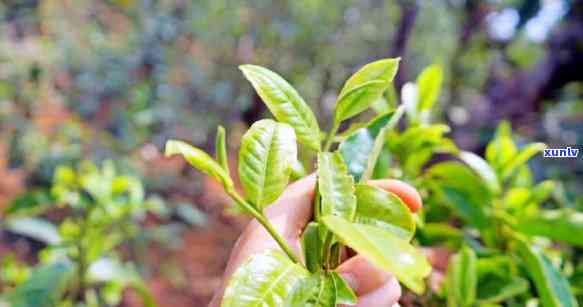 勐库冰岛茶厂，探秘云南特色——勐库冰岛茶厂的魅力所在