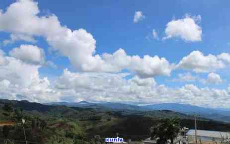 冰岛茶和勐库茶区别-冰岛茶和勐库茶区别在哪