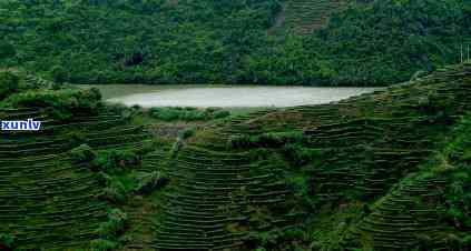 冰岛茶山在哪里，追寻冰岛茶山：一场寻找神秘茶叶的旅程