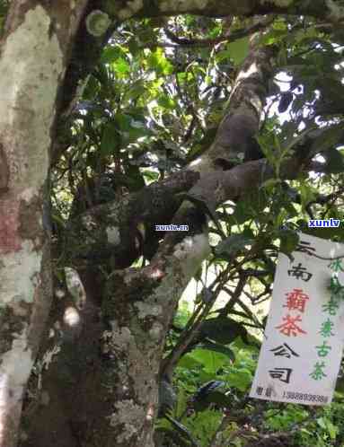 与冰岛齐名的云南茶是什么茶？探讨普洱茶的独特之处