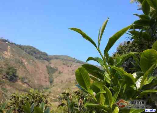 南涧冰岛生茶的功效-冰岛南迫茶多少钱一斤