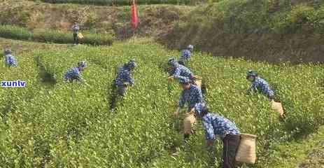 漳州平和有哪些茶叶品种？了解当地名优特产与茶文化