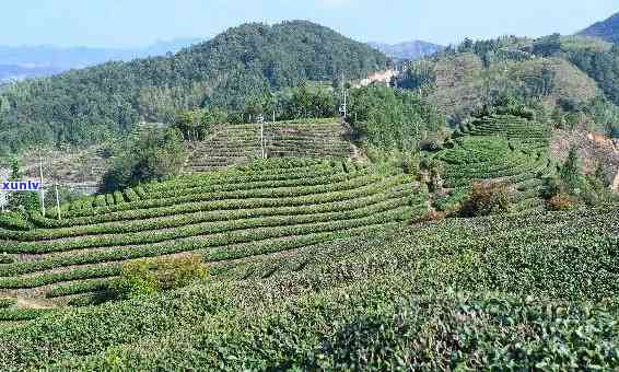 漳州平和有什么茶叶-漳州平和有什么茶叶出名