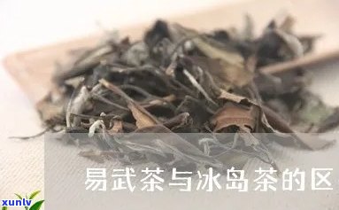 易武茶与冰岛茶区别在哪，揭秘易武茶与冰岛茶的区别，你了解多少？