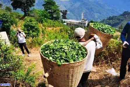 云南临沧冰岛茶值几万一斤吗？产地、价格全解析，揭秘冰岛茶炒热的背后故事及独特树图片与茶山风光