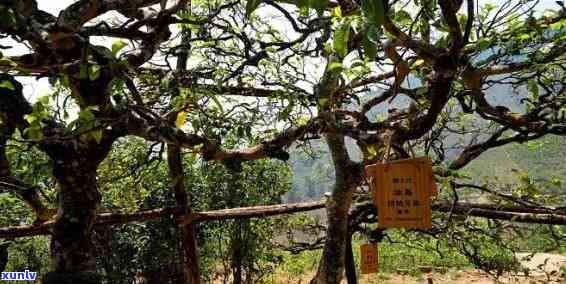 800年树龄冰岛古树生茶深山，深山秘境：探索拥有800年树龄的冰岛古树生茶