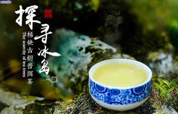 深山寻茶冰岛古树茶-冰岛生态古树茶