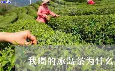 冰岛是苦茶还是甜茶-冰岛是苦茶还是甜茶啊