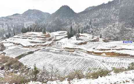 冰岛古树茶在哪个山头，探寻冰岛古树茶的生长地：揭秘其所在山头